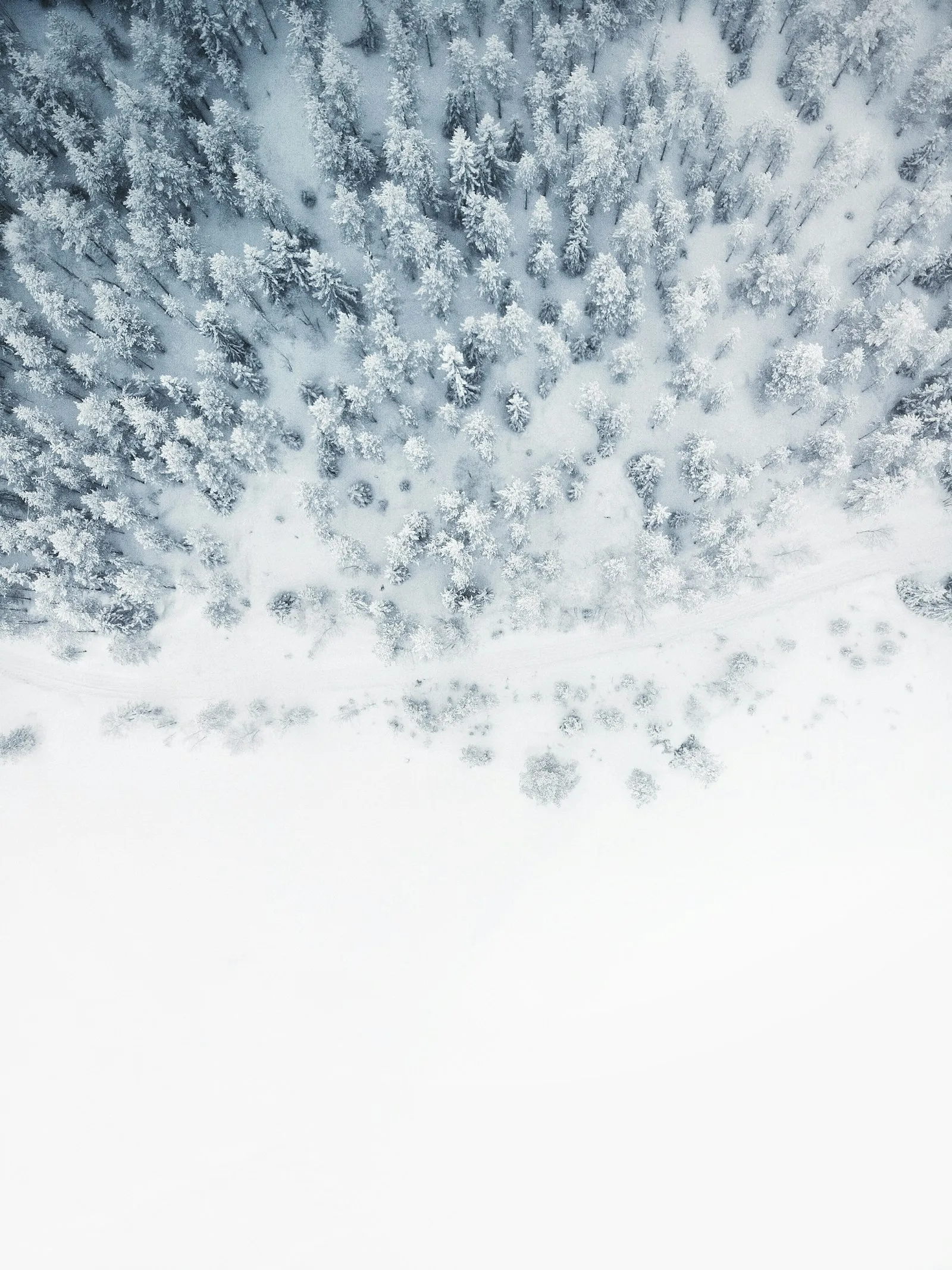 Aerial view of snow-covered trees